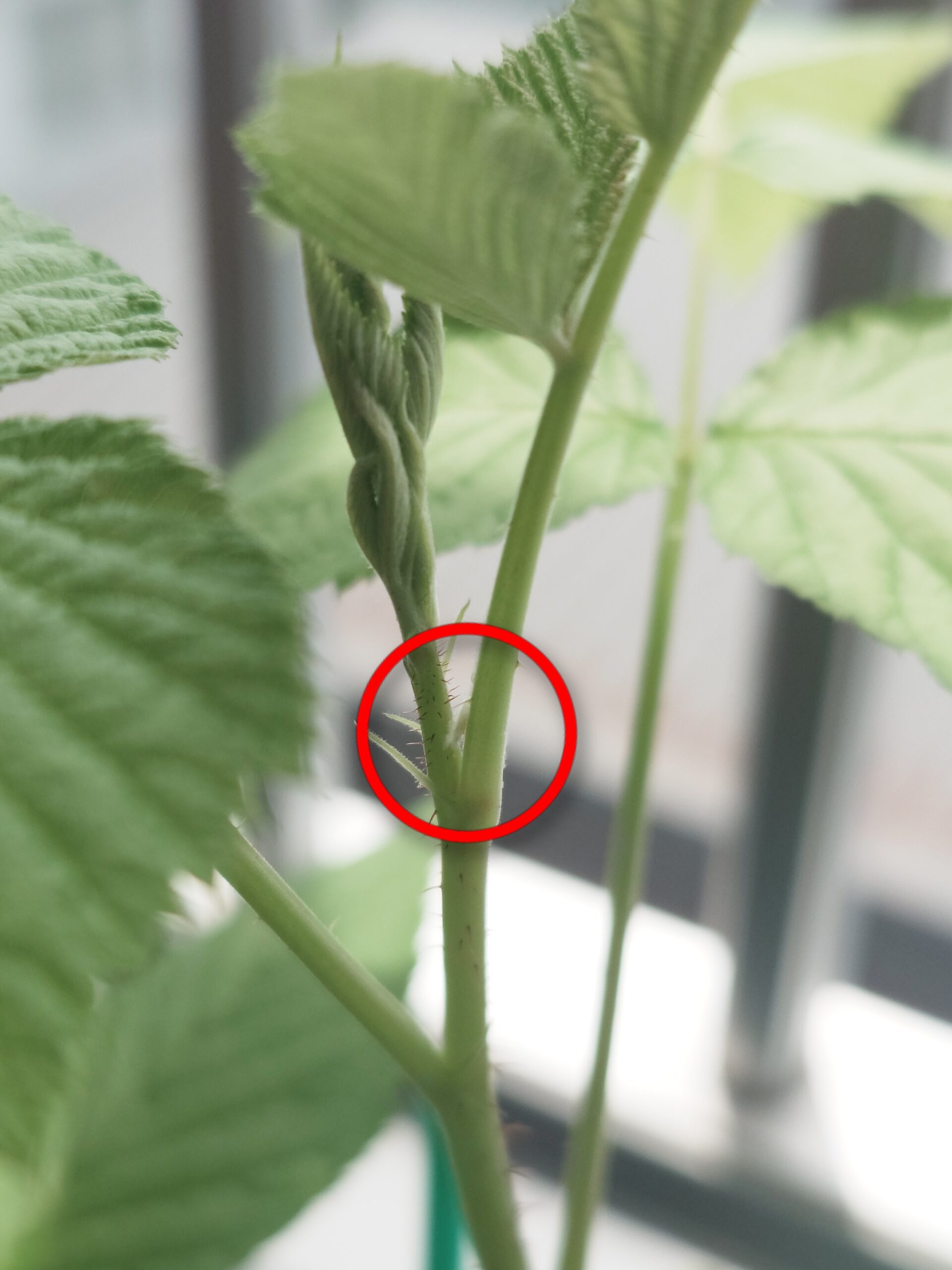 メルカリで購入したラズベリー苗｜到着後の状態確認と害虫チェック