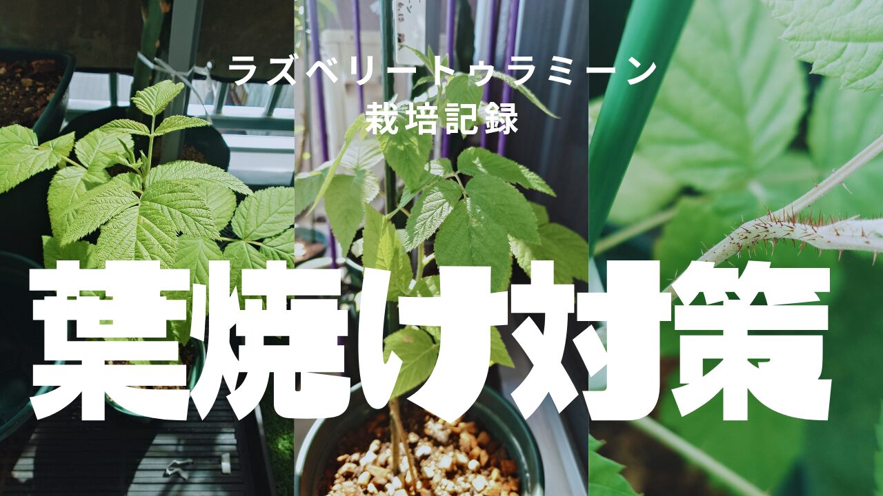 ラズベリー「トゥラミーン」の鉢増し記録｜根詰まり確認と葉焼け対策