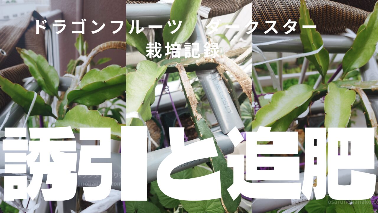 ドラゴンフルーツ栽培】ダークスターが葉焼けから回復！新芽の誘引と